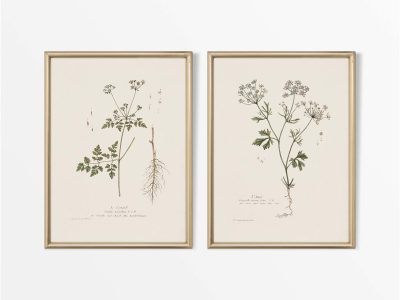 Umbellifers (Set of Two) Vintage Art Prints