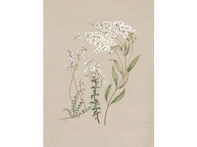 Veronica Vintage Art Print