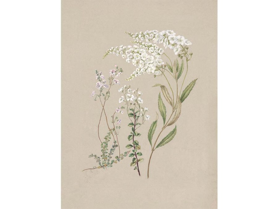 Veronica Vintage Art Print