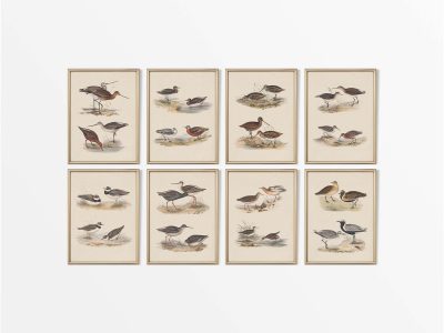 Wading Birds (Set of Eight) Vintage Art Prints