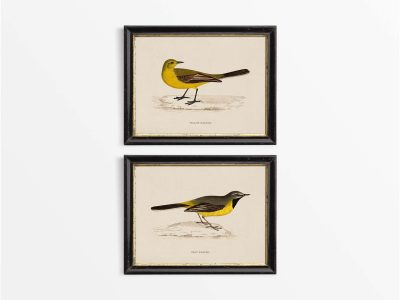 Wagtails (Set of Two) Vintage Art Prints