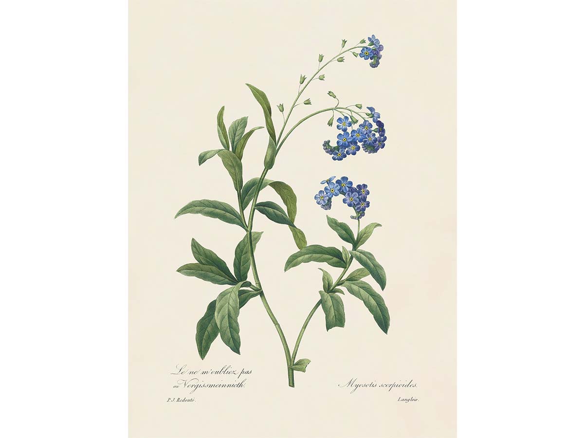 Water Forget-Me-Not Vintage Art Print