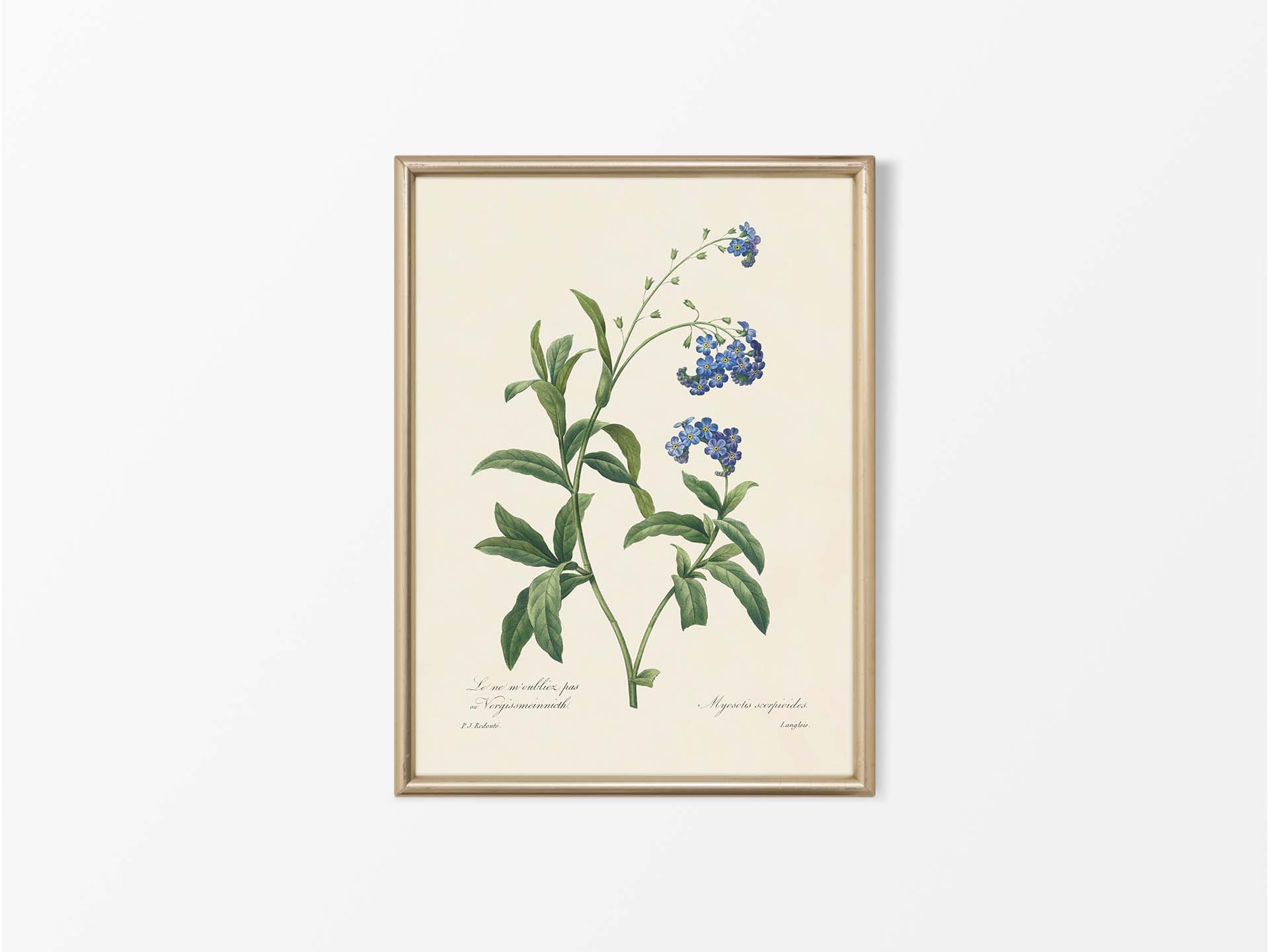 Water Forget-Me-Not Vintage Art Print