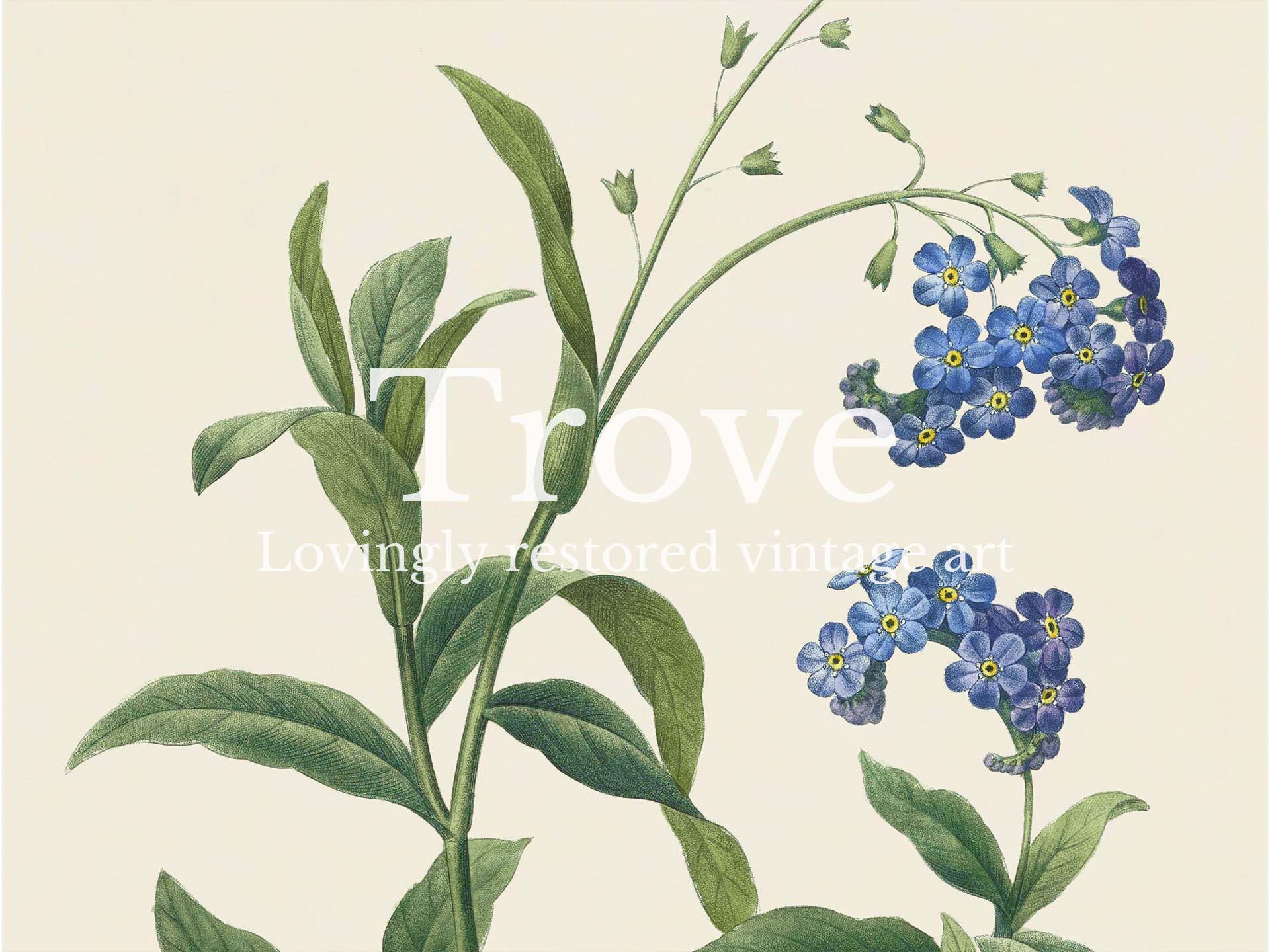 Water Forget-Me-Not Vintage Art Print