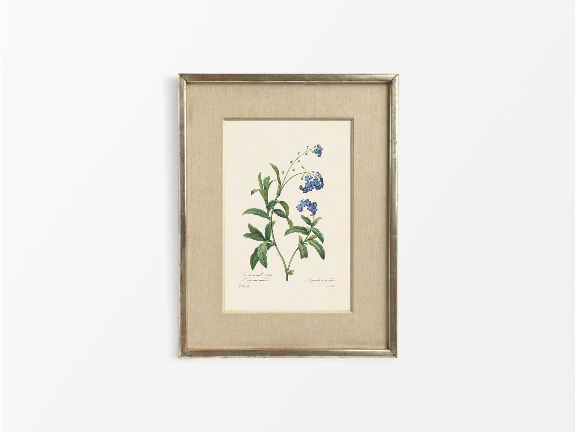 Water Forget-Me-Not Vintage Art Print