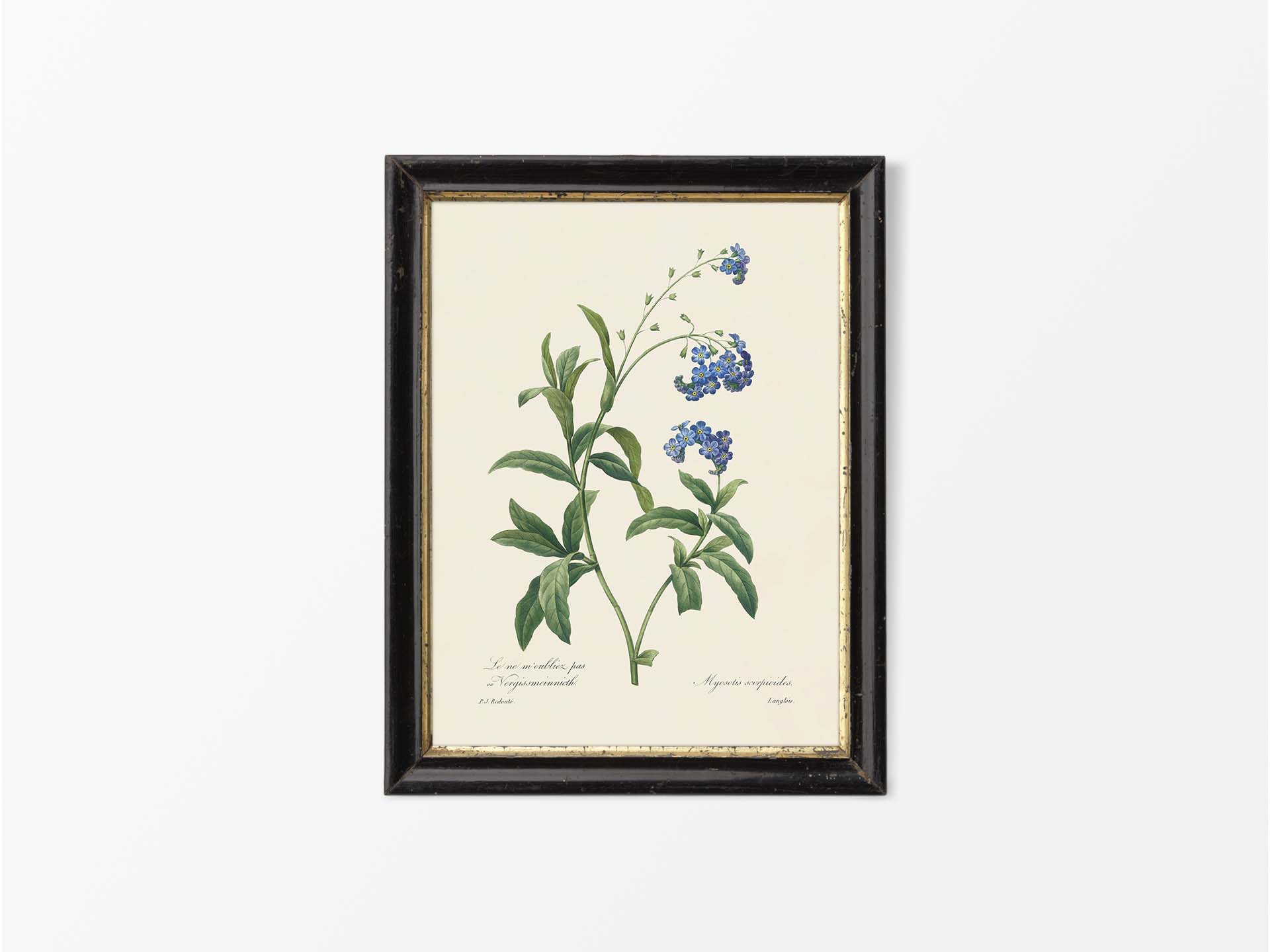 Water Forget-Me-Not Vintage Art Print