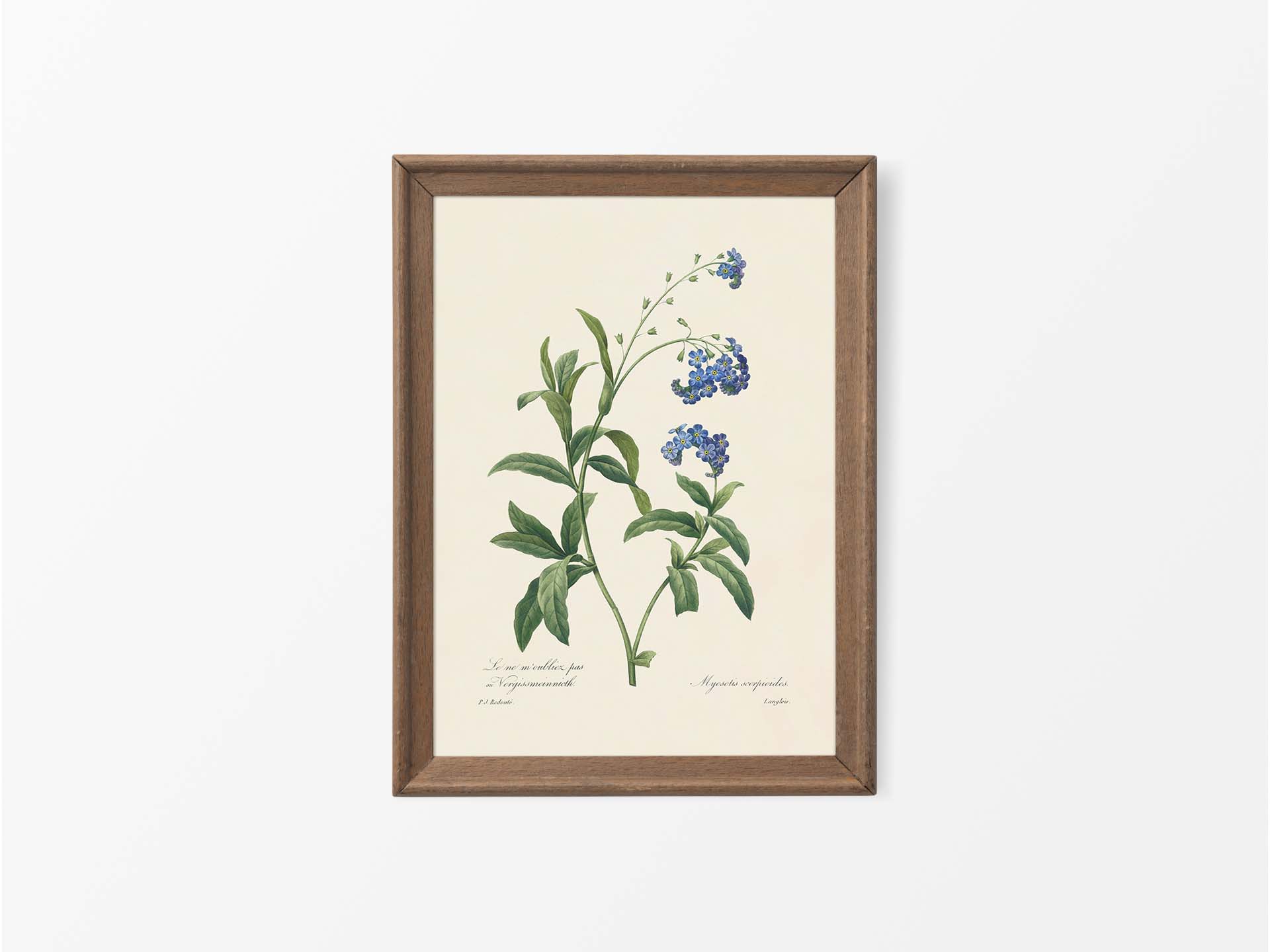 Water Forget-Me-Not Vintage Art Print