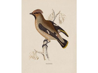 Waxwing Vintage Art Print
