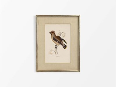 Waxwing Vintage Art Print