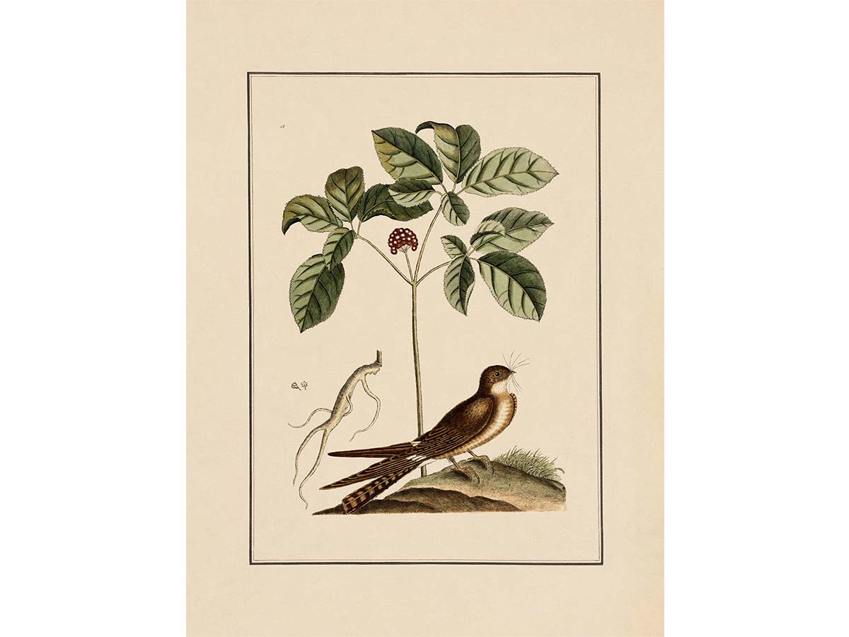 Whip-poor-will Vintage Art Print