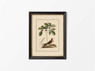 Whip-poor-will Vintage Art Print