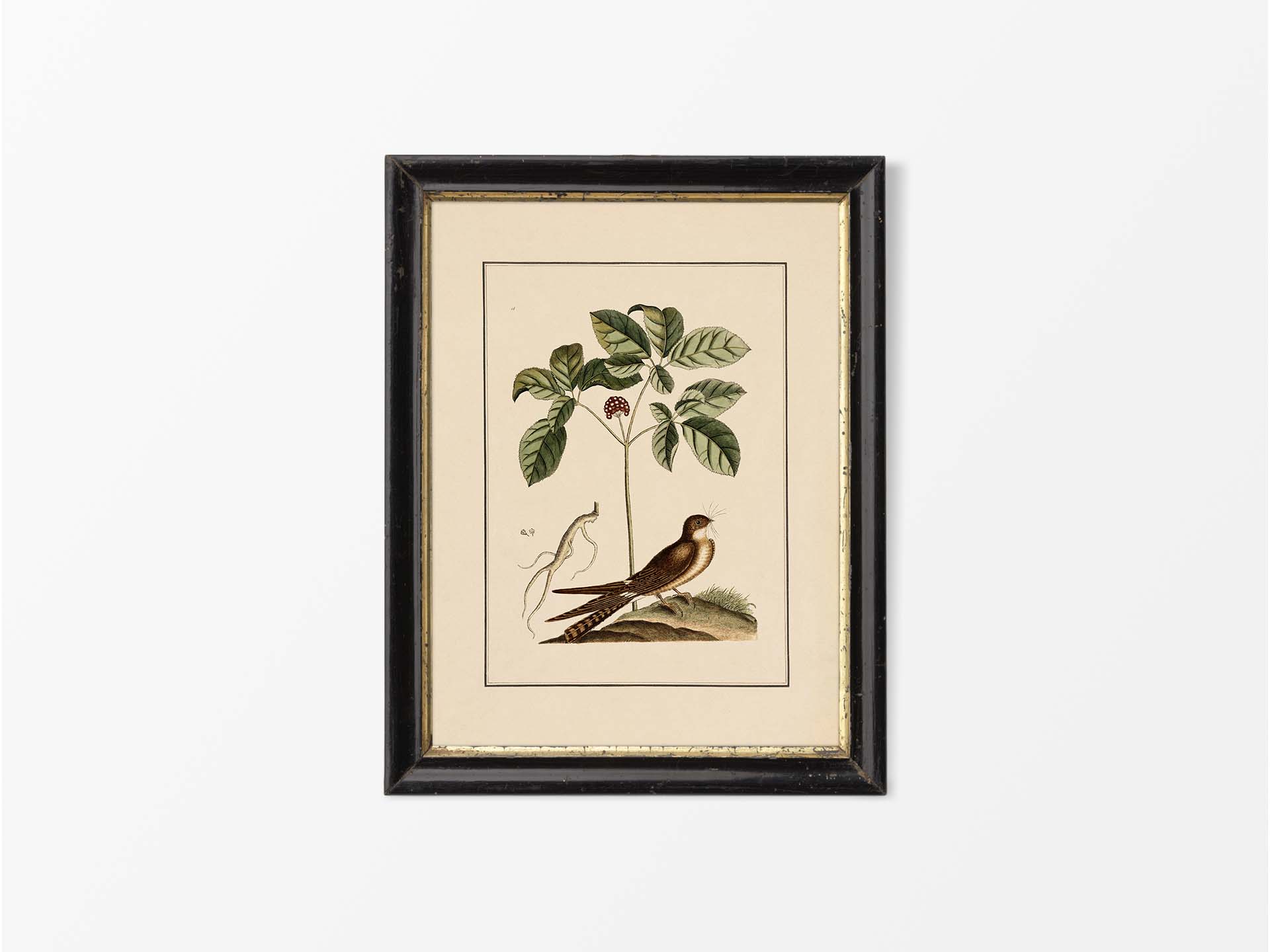 Whip-poor-will Vintage Art Print