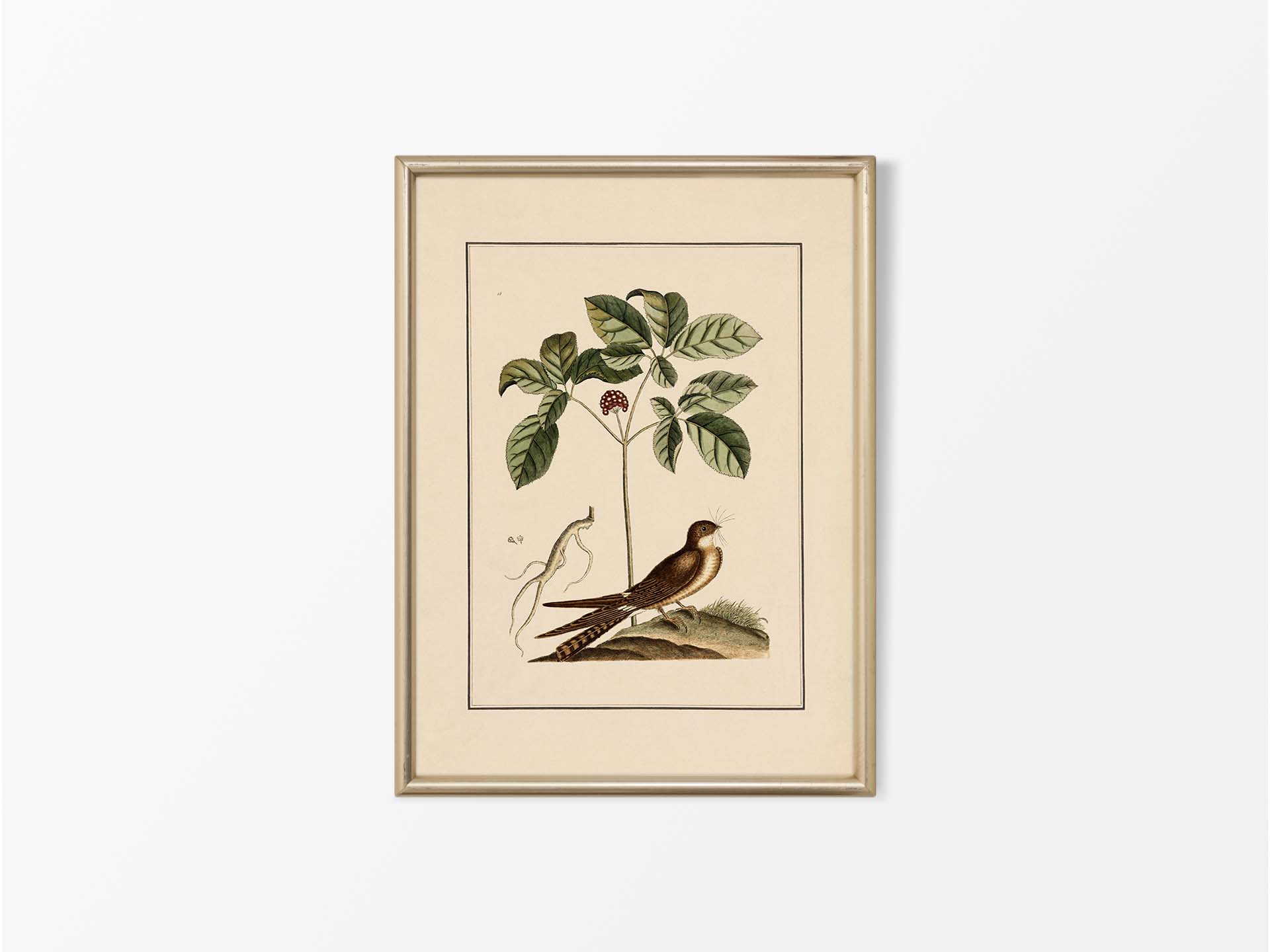 Whip-poor-will Vintage Art Print