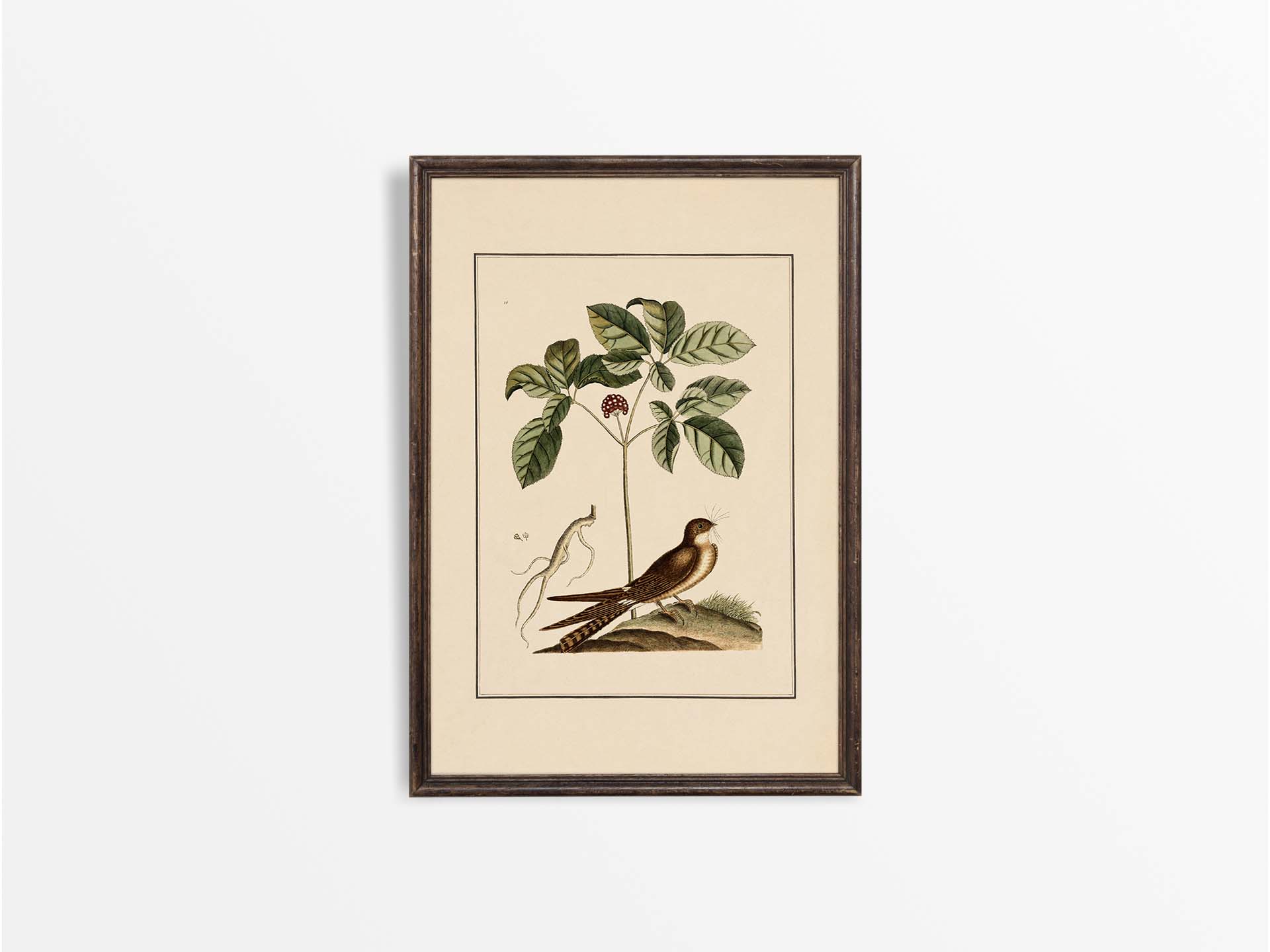 Whip-poor-will Vintage Art Print