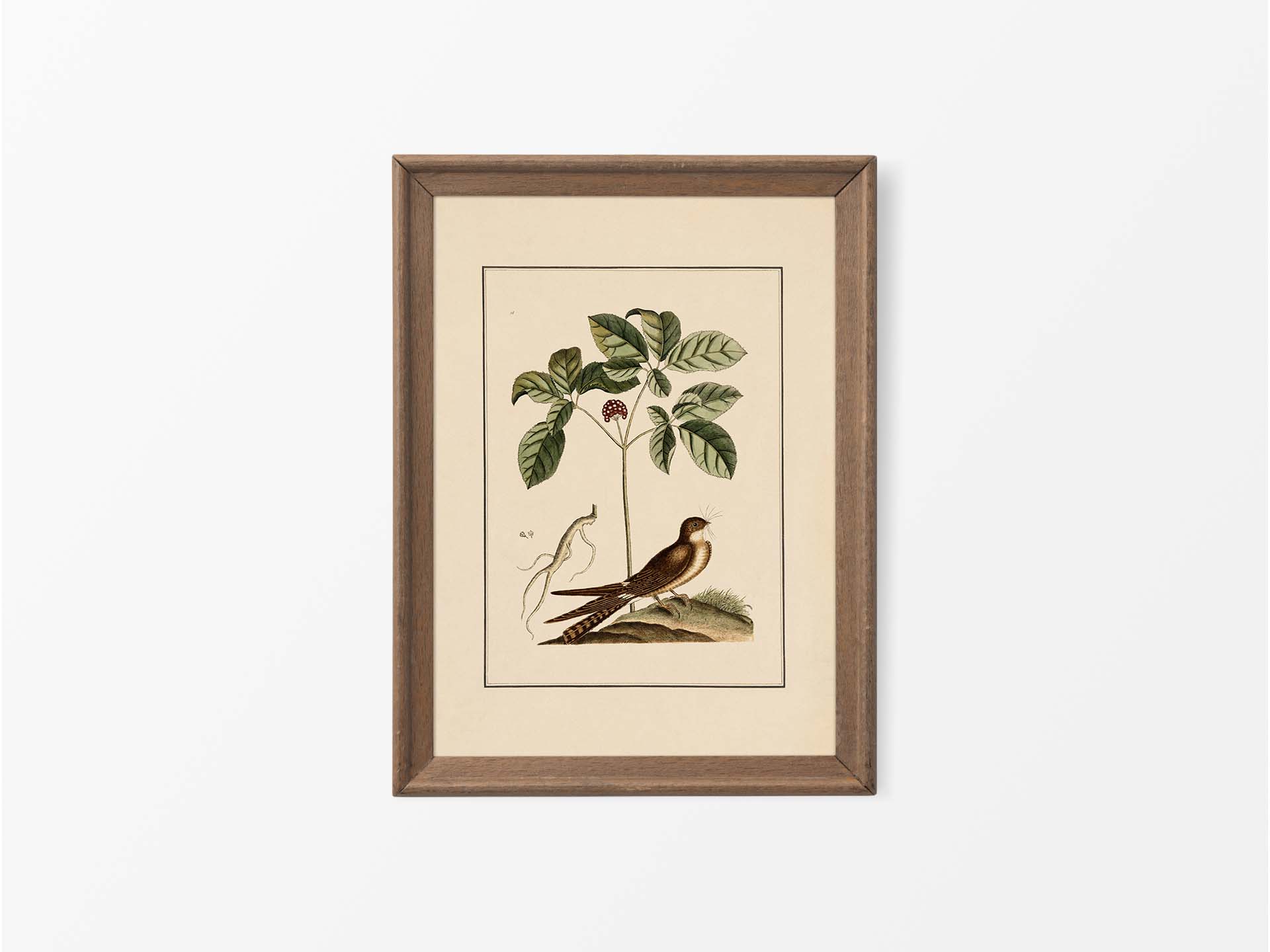 Whip-poor-will Vintage Art Print