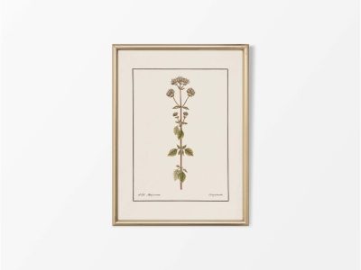 Wild Marjoram (Oregano) Vintage Art Print