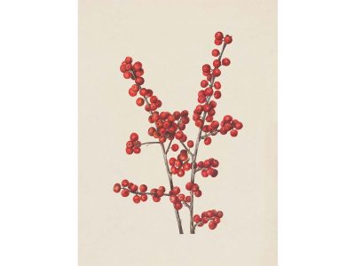 Winterberry Vintage Art Print