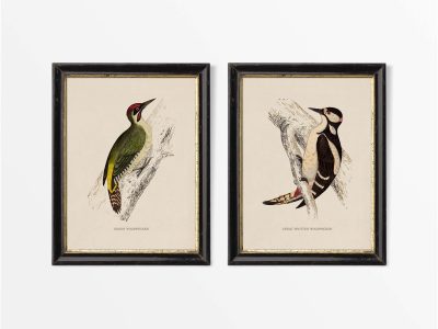 Woodpeckers (Set of Two) Vintage Art Prints