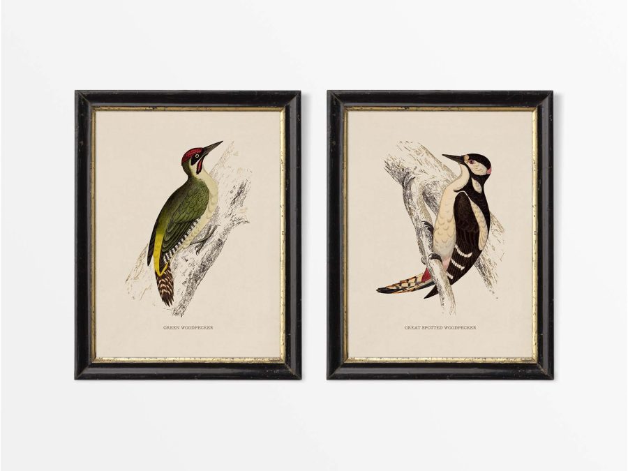 Woodpeckers (Set of Two) Vintage Art Prints