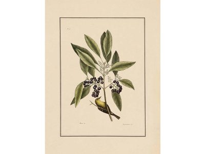 Yellow Bird Vintage Art Print