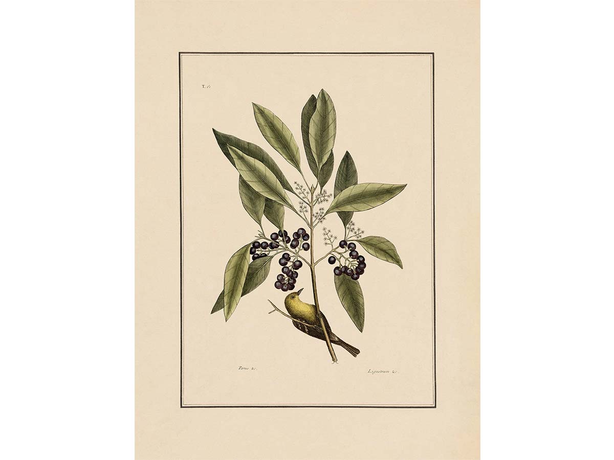 Yellow Bird Vintage Art Print