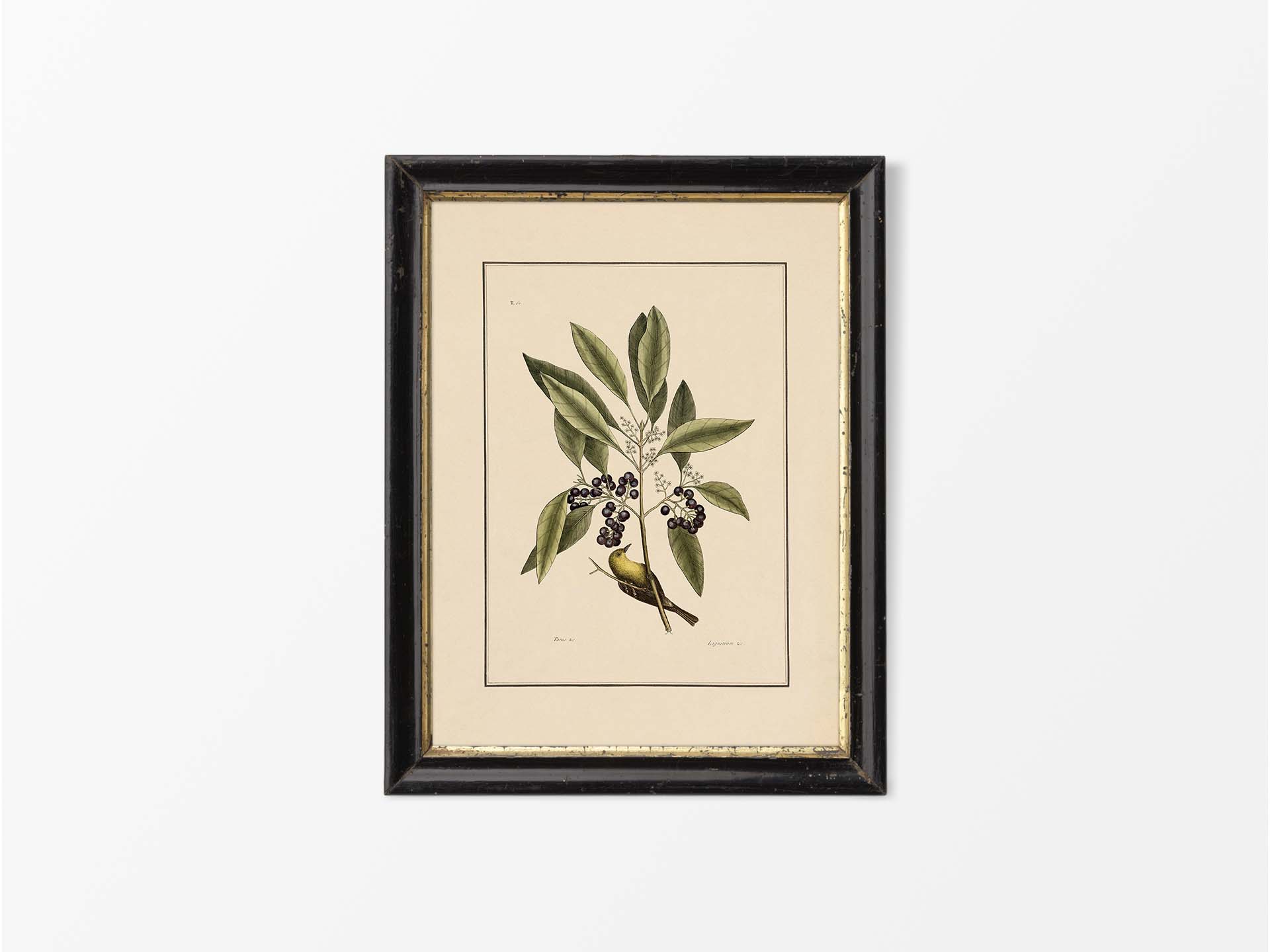 Yellow Bird Vintage Art Print