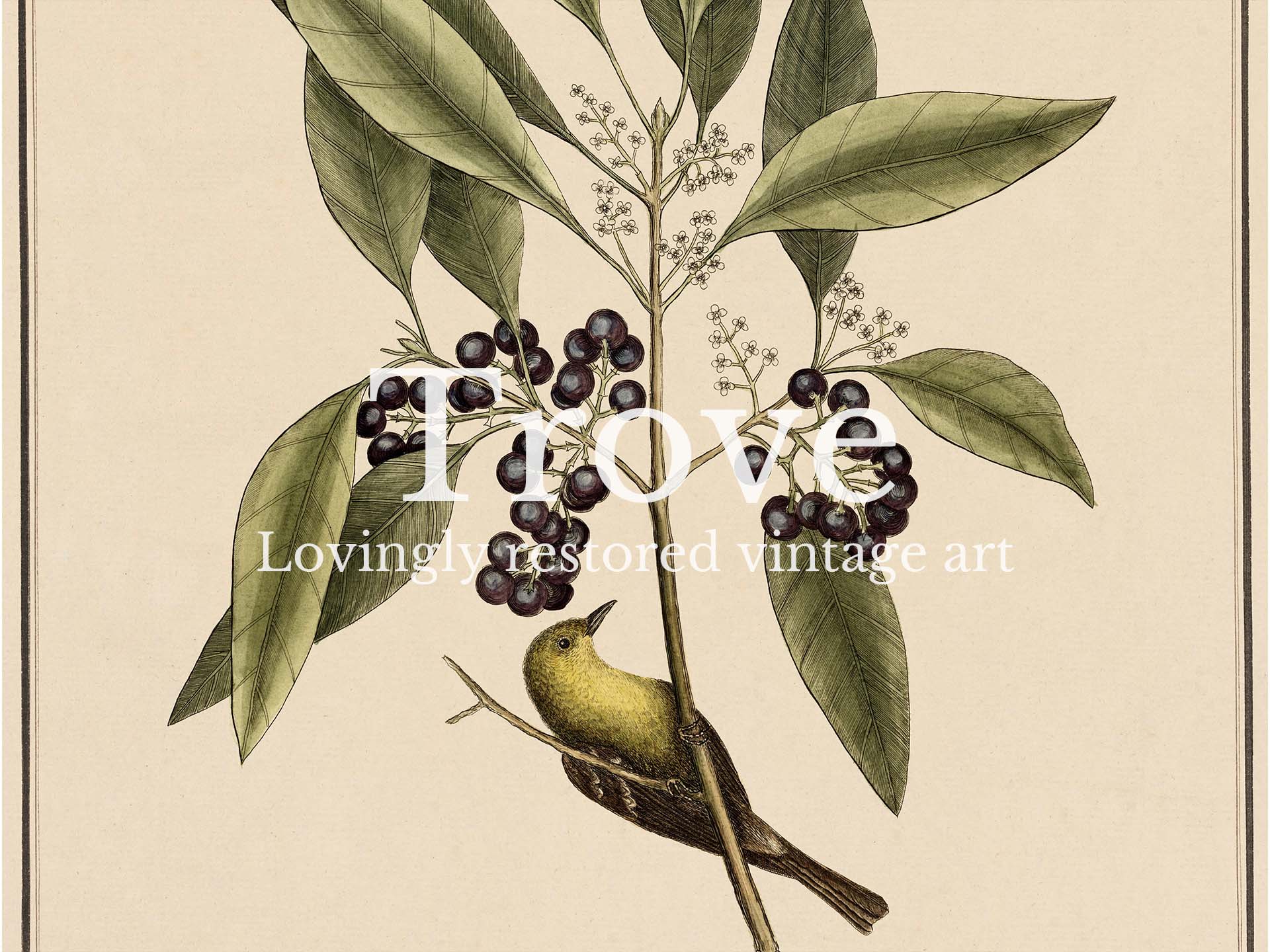 Yellow Bird Vintage Art Print