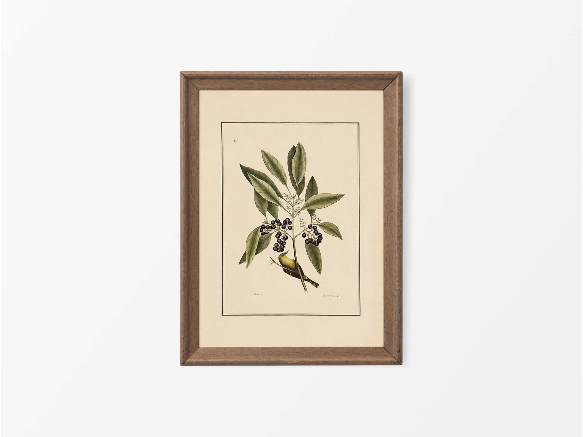 Yellow Bird Vintage Art Print