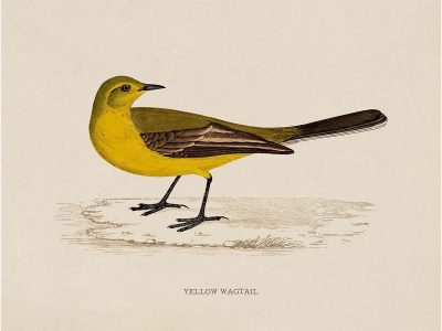 Yellow Wagtail Vintage Art Print