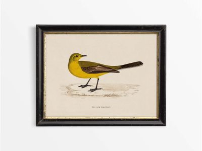 Yellow Wagtail Vintage Art Print