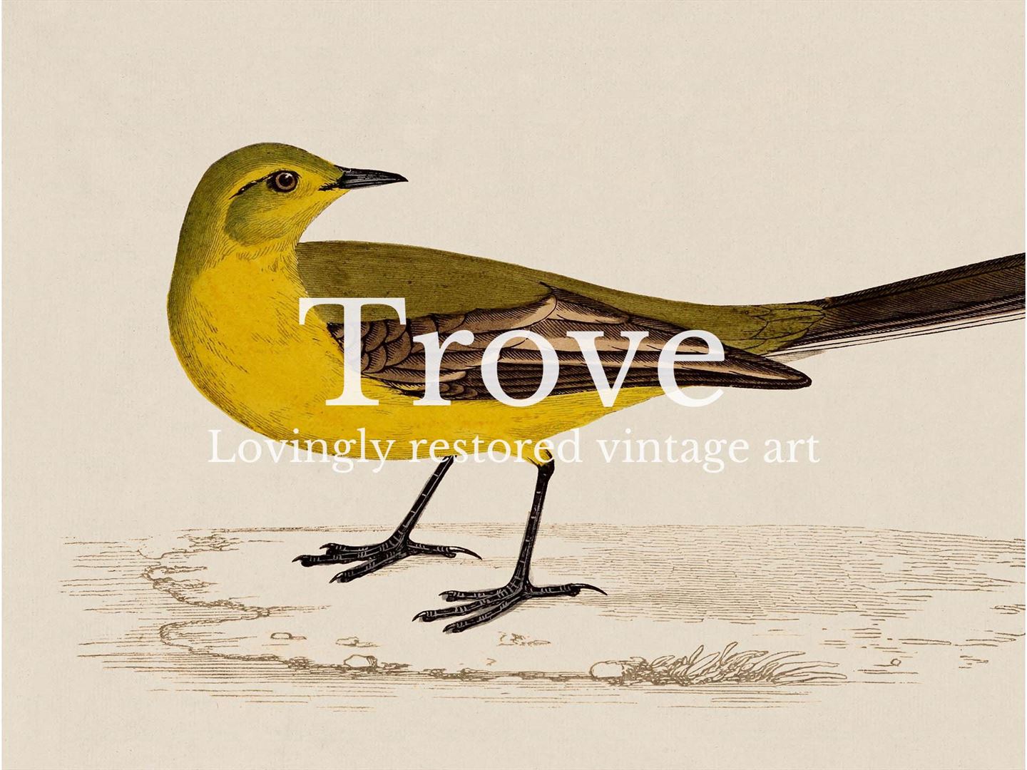 Yellow Wagtail Vintage Art Print