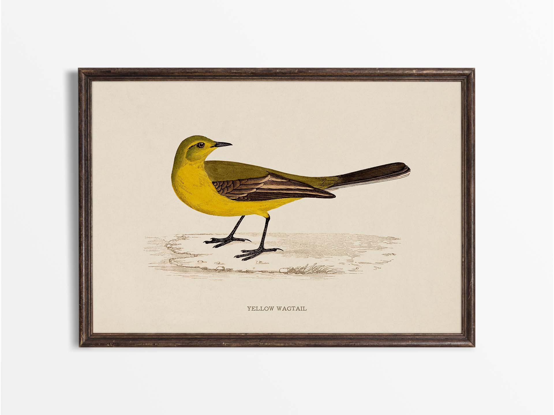 Yellow Wagtail Vintage Art Print