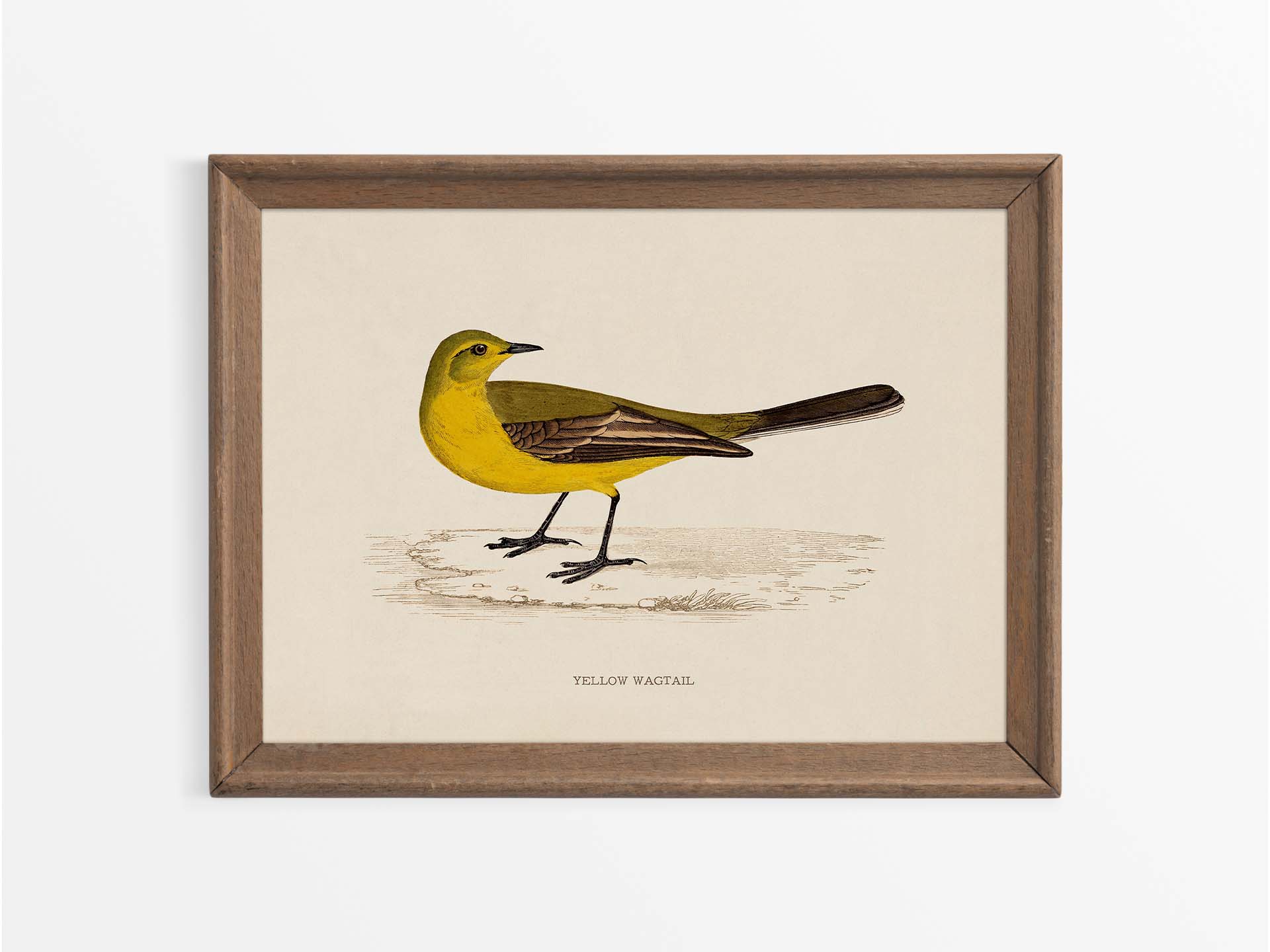 Yellow Wagtail Vintage Art Print
