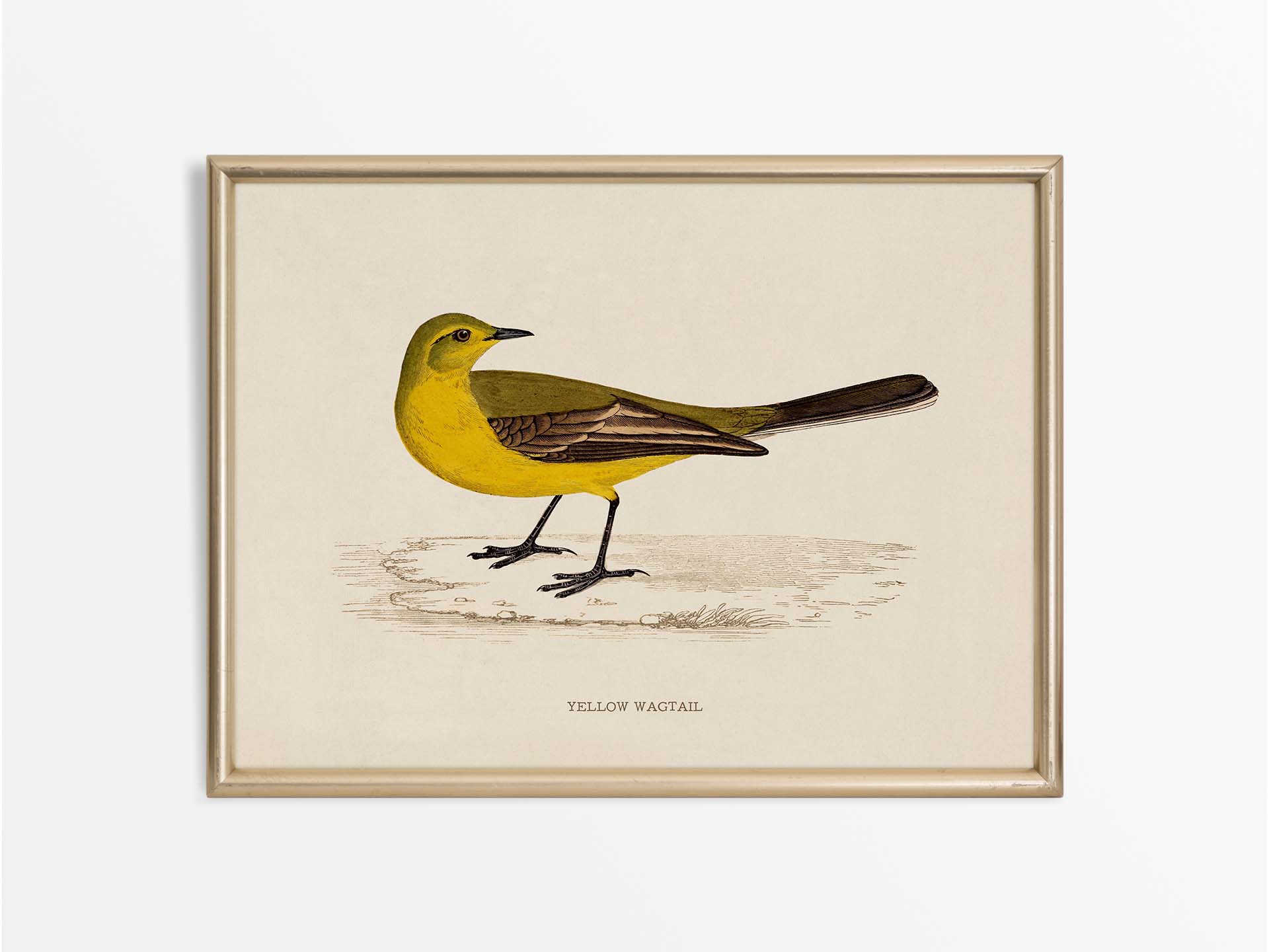 Yellow Wagtail Vintage Art Print