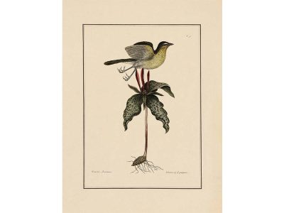 Yellow-breasted Chat Vintage Art Print