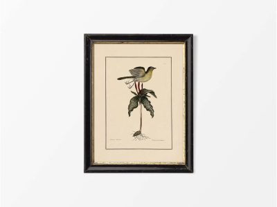 Yellow-breasted Chat Vintage Art Print