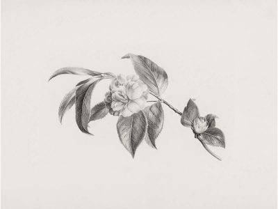 Botanical Sketch Vintage Art Print