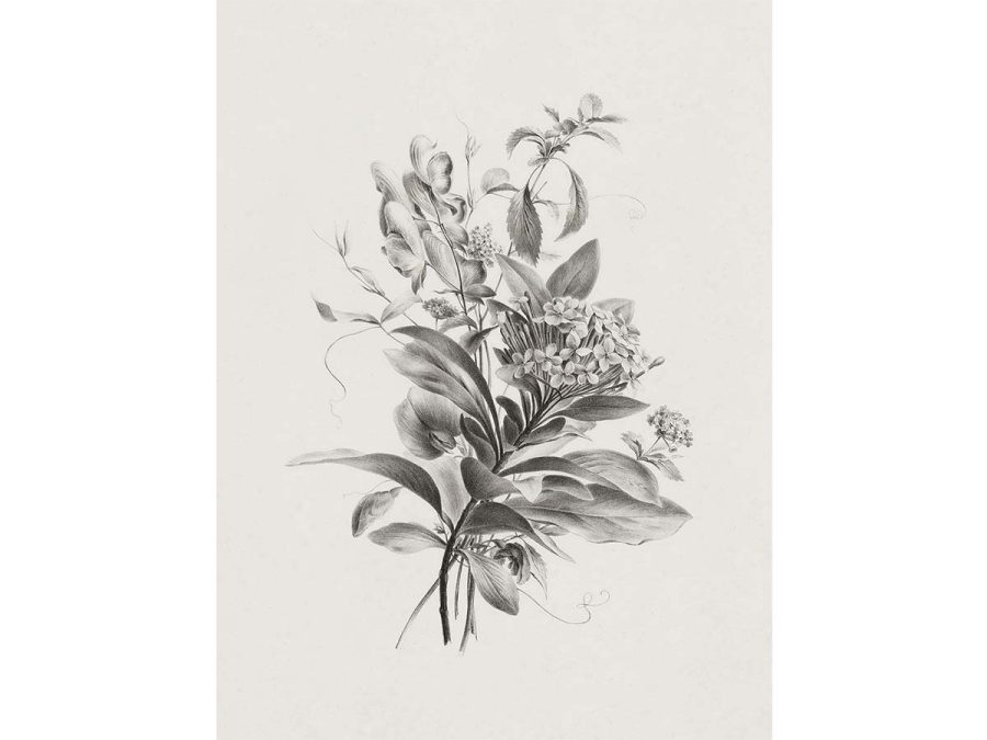 Botanical Sketch VI Vintage Art Print