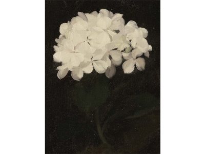 White Hydrangea Vintage Art Print